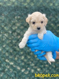 SHOW KALITE TEACUP MALTIPOO YAVRUMUZ 1
