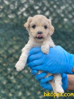 SHOW KALITE TEACUP MALTIPOO YAVRUMUZ 2