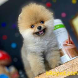 Show Kalite Teddy Bear Pomeranian Boo 2