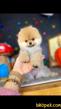 Show Kalite Teddy Bear Pomeranian Boo 3