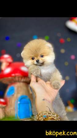 Show Kalite Teddy Bear Pomeranian Boo 1