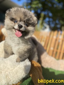 BLUE MERLE NADİR RENK TEDDY BEAR POMERANİAN BOOLAR 1