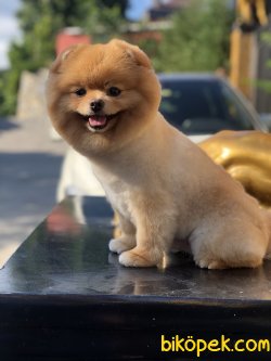 SHOW KALITE TEDDY FACE POMERANIAN BOO 3