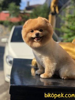 SHOW KALITE TEDDY FACE POMERANIAN BOO 2