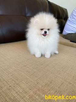 Show Kalite Teddy Face Pomeranian Yavrularimiz Secereli 3