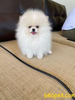 Show Kalite Teddy Face Pomeranian Yavrularimiz Secereli 1