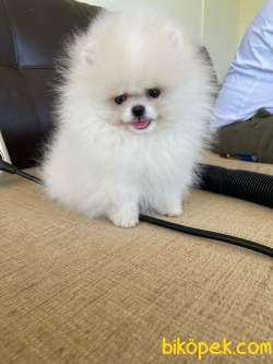 Show Kalite Teddy Face Pomeranian Yavrularimiz Secereli 2
