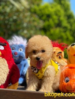SHOW KALİTE TOY POODLE BEBEKLER 2