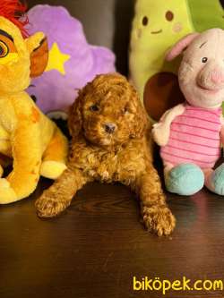 SHOW KALİTE TOY POODLE BEBEKLER 3