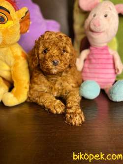 SHOW KALİTE TOY POODLE BEBEKLER 1