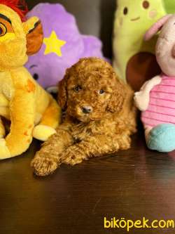 SHOW KALİTE TOY POODLE BEBEKLER 2