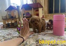 SHOW KALİTE TOY POODLE BEBEKLER 1