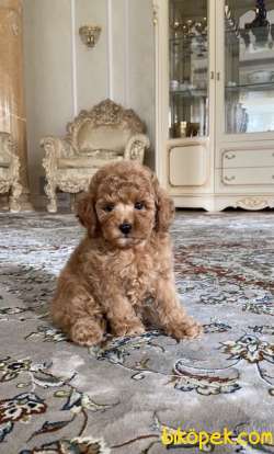 SHOW KALİTE TOY POODLE BEBEKLER 3