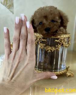 SHOW KALİTE TOY POODLE BEBEKLER 2