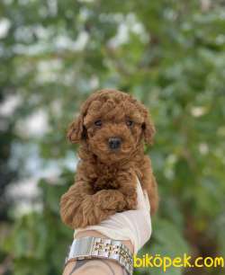 SHOW KALİTE TOY POODLE BEBEKLER 1