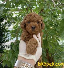 SHOW KALİTE TOY POODLE BEBEKLER 3