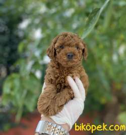 SHOW KALİTE TOY POODLE BEBEKLER 4