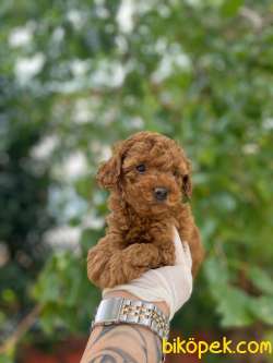 SHOW KALİTE TOY POODLE BEBEKLER 2