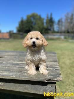 Show Kalite Toy Poodle Bebeklerimiz 3