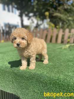 Show Kalite Toy Poodle Bebeklerimiz 1