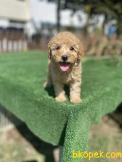 Show Kalite Toy Poodle Bebeklerimiz 2