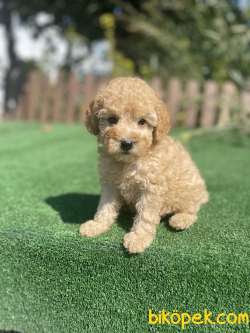 Show Kalite Toy Poodle Bebeklerimiz 3