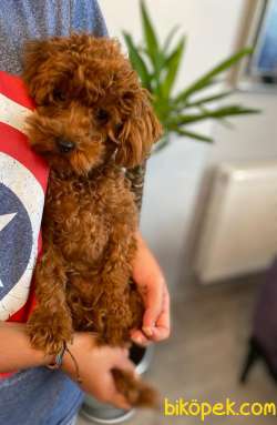 Show Kalite Toy Poodle Redbrown Dişi 4