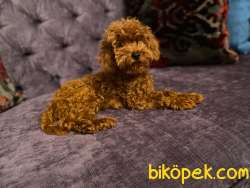 Show Kalite Toy Poodle Redbrown Dişi 2