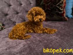 Show Kalite Toy Poodle Redbrown Dişi 3