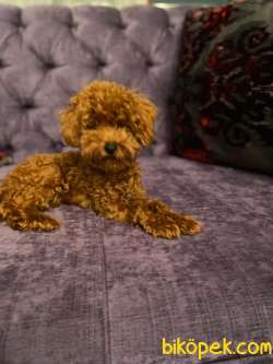 Show Kalite Toy Poodle Redbrown Dişi 1