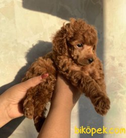SHOW KALITE TOY POODLE YAVRULAR 2