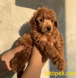 SHOW KALITE TOY POODLE YAVRULAR 3