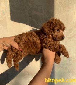 SHOW KALITE TOY POODLE YAVRULAR 1
