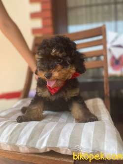 Show Kalite Toy Poodle Yavrular 3