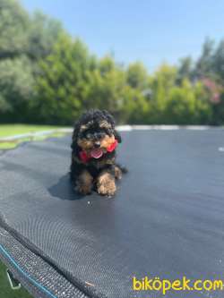 Show Kalite Toy Poodle Yavrular 2