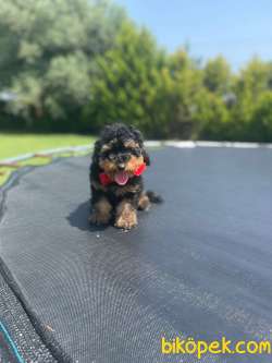 Show Kalite Toy Poodle Yavrular 1