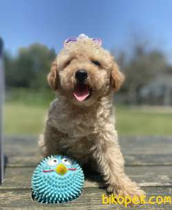Show Kalite Toy Poodle Yavrular 1