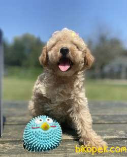 Show Kalite Toy Poodle Yavrular 2