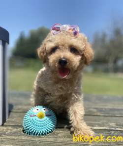Show Kalite Toy Poodle Yavrular 3