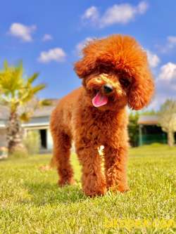 Show Kalite Toy Poodle Yavruları İstanbul