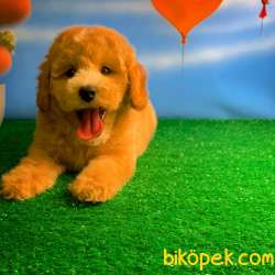 Show Kalıte Toy Poodle Yavrularımız 1