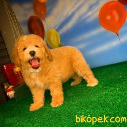 Show Kalıte Toy Poodle Yavrularımız 5