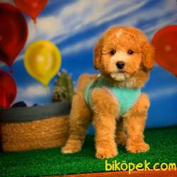 Show Kalıte Toy Poodle Yavrularımız 2