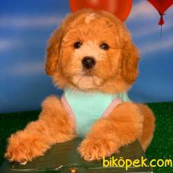 Show Kalıte Toy Poodle Yavrularımız 4