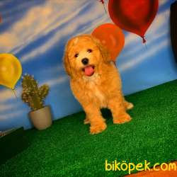 Show Kalıte Toy Poodle Yavrularımız 3