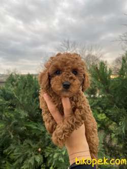 Show Kalite Toy Poodle Yavrularimiz 1