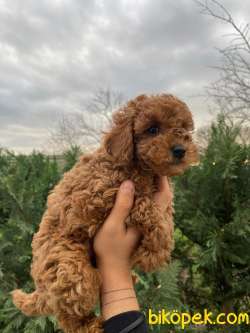 Show Kalite Toy Poodle Yavrularimiz 3