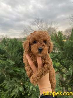 Show Kalite Toy Poodle Yavrularimiz 2
