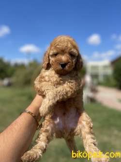 Show Kalite Toy Poodle Yavrularimiz 1