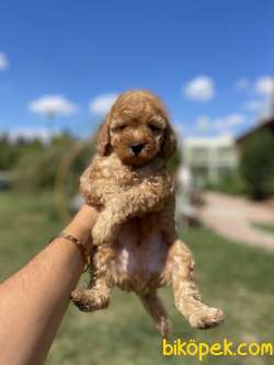 Show Kalite Toy Poodle Yavrularimiz 3
